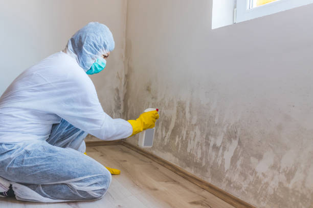 Licensed Attic Mold Removal service in Burlington, NJ - WQB Mold Removal