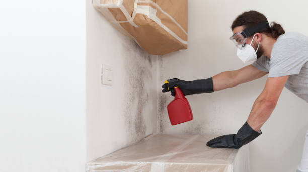 Professional Attic Mold Removal technician working in Burlington, NJ