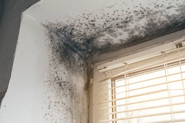 Affordable Attic Mold Removal solutions in Burlington, NJ
